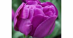 Tulip Bulbs - Double Purple Peony