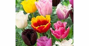 Tulip Bulbs - Fringed Collection