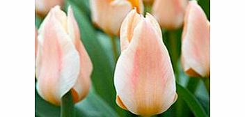 Tulip Bulbs - Fur Elise