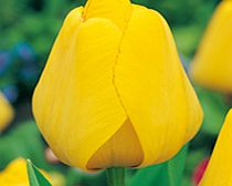 Tulip Bulbs - Golden Oxford
