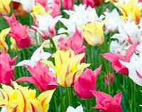 Tulip Bulbs - Lily Flowered Mix