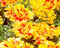 Tulip Bulbs - Monsella