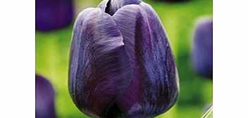 Tulip Bulbs - Paul Scherer