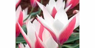 Tulip Bulbs - Peppermint Stick (Species)