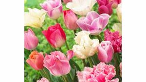Tulip Bulbs - Pink Collection