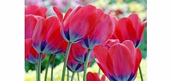Tulip Bulbs - Poppie