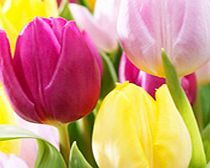 Tulip Bulbs - Prince Mix (Early Single)