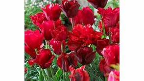 Tulip Bulbs - Red Collection