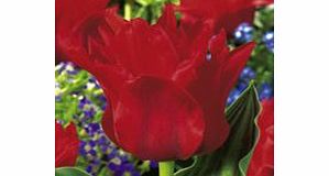 Tulip Bulbs - Red Riding Hood