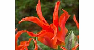 Tulip Bulbs - Rigas Barikades