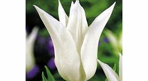 Tulip Bulbs - Tres Chic