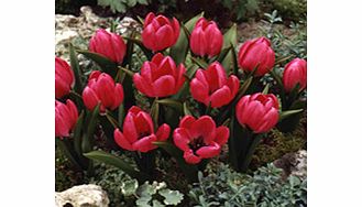 Tulip Bulbs - Violacea Black Base