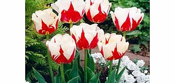 Tulip Bulbs - World Expression
