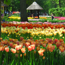 Tulip Flower Fields and Keukenhof Garden Tour -