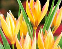 Tulip Orphanidea Bulbs - Whittallii