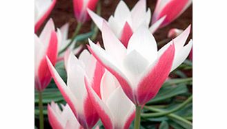Tulip Species Bulbs - Collection
