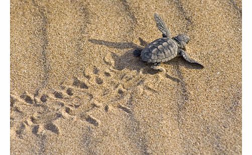 Turtle Beach From Marmaris