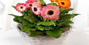 Gerbera Gift Basket