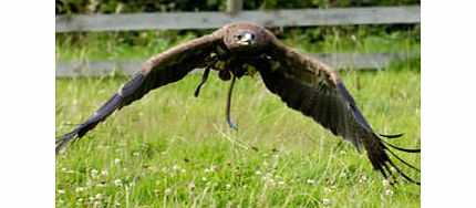 Ultimate Eagle Encounter