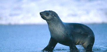 Unbranded 1 Day Wild Wellington Tour