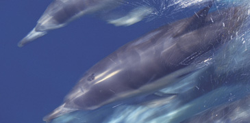 Unbranded 1 Dy South Coast Dolphin Cruise Jervis Bay