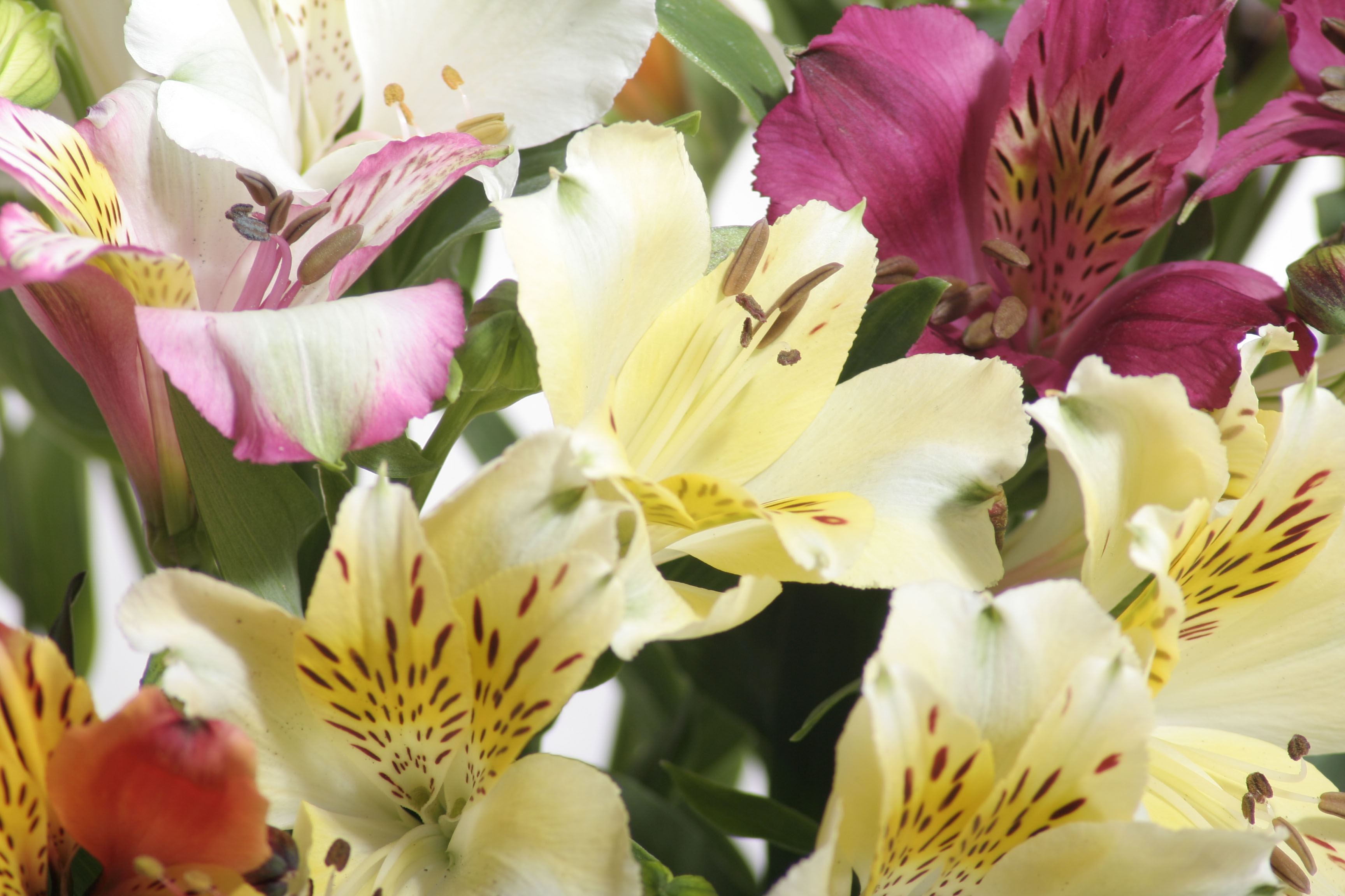 Unbranded 10 Mixed Alstroemeria