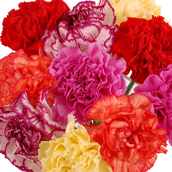 Unbranded 10 Mixed Carnations - flowers