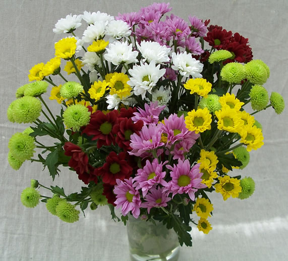 Unbranded 10 Mixed Chrysanthemums