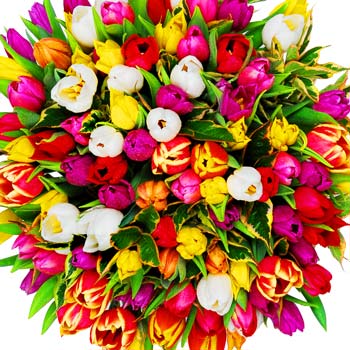 Unbranded 100 Tulips Special - flowers