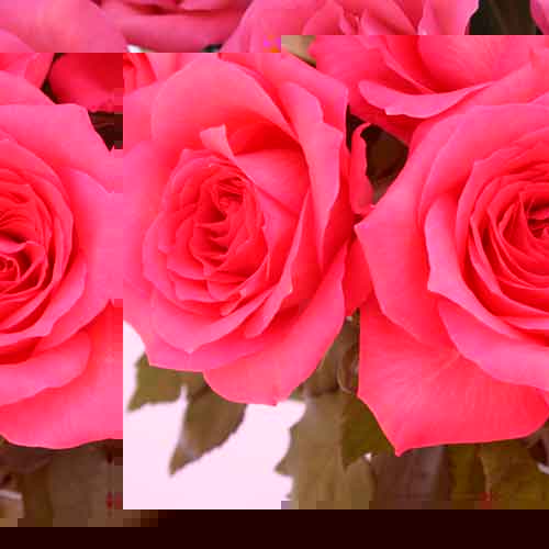 Unbranded 12 Cerise Roses