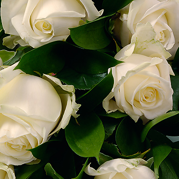 Unbranded 12 White Roses Gift Wrap - flowers