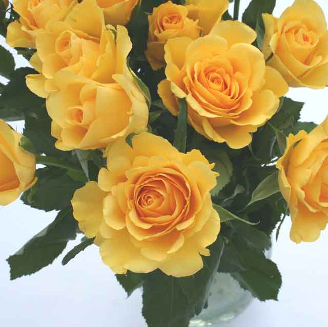 A simple arrangement comprising a dozen vibrant yellow roses interspersed with deep red anigozanthus
