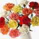 15 Classic Carnations
