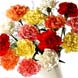 20 Classic Carnations with Courier Delivery