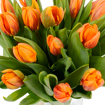 Unbranded 20 Orange Tulips - flowers