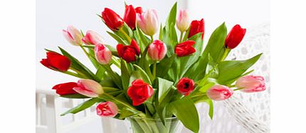 Unbranded 20 Valentines Tulips