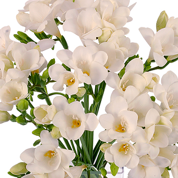 Unbranded 20 White Freesias - flowers