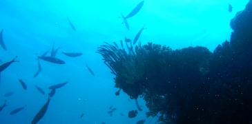 Unbranded 3 Night Reef Endeavour Southbound