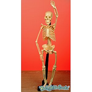Unbranded 46cm Mini Skeleton