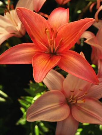 Unbranded 7 Asiatic Lilies