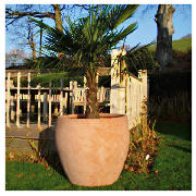 Unbranded 85cm Large Egg Pot