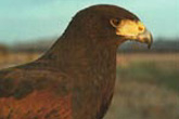 A Bird of Prey Handling Day