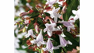 A beautiful slow-growing shrub that is ideal for smaller gardens. Plants are evergreen in mild winters but need protection from very hard frosts. The soft pink blooms are lightly fragrant. Height 3m (10). Prefers full sun. RHS Award of Garden Merit w