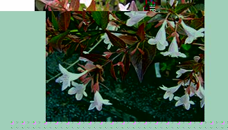 Unbranded Abelia Plant - Grandiflora