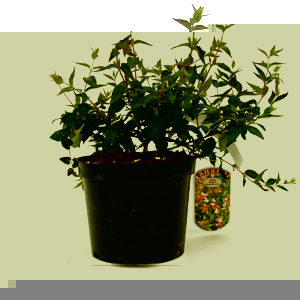 Unbranded Abelia x grandiflora Edward Goucher - Abelia