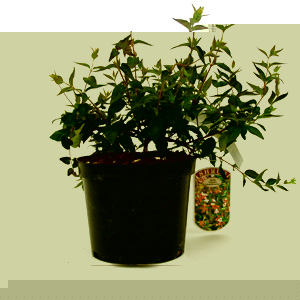 Unbranded Abelia x grandiflora Edward Goucher - Abelia