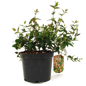 Unbranded Abelia x grandiflora Edward Goucher