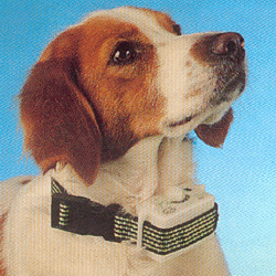 Aboistop Anti-Bark Collar - Lrg Dogs