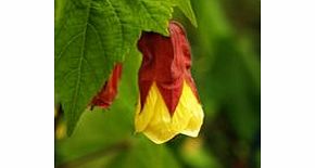Unbranded Abutilon Plant - Kentish Belle
