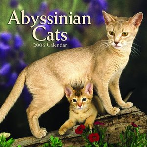 Abyssinian Cats Calendar